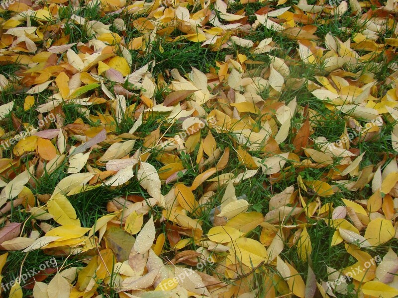 Grass Leaves Autumn Free Photos