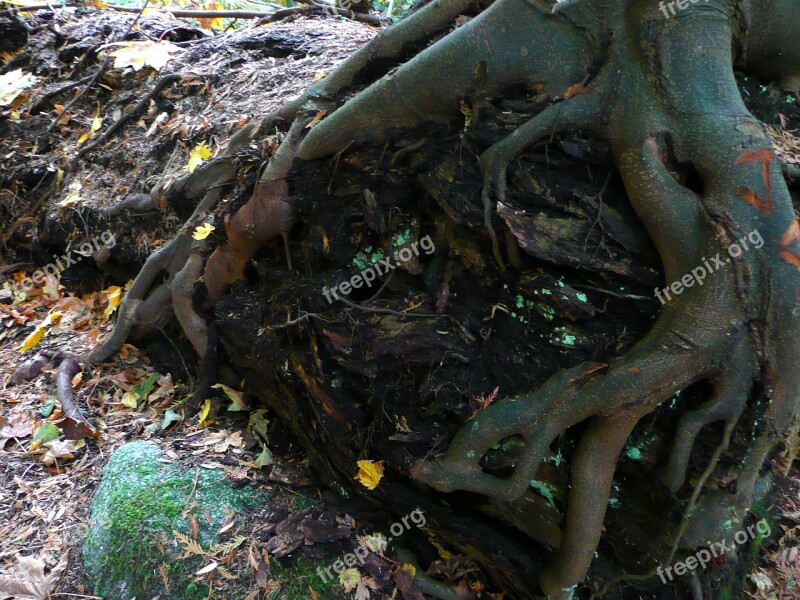 Tree Roots Nature Forest Plant