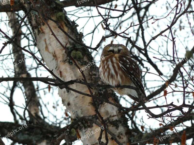 Young Owl Bird Raptor Animal