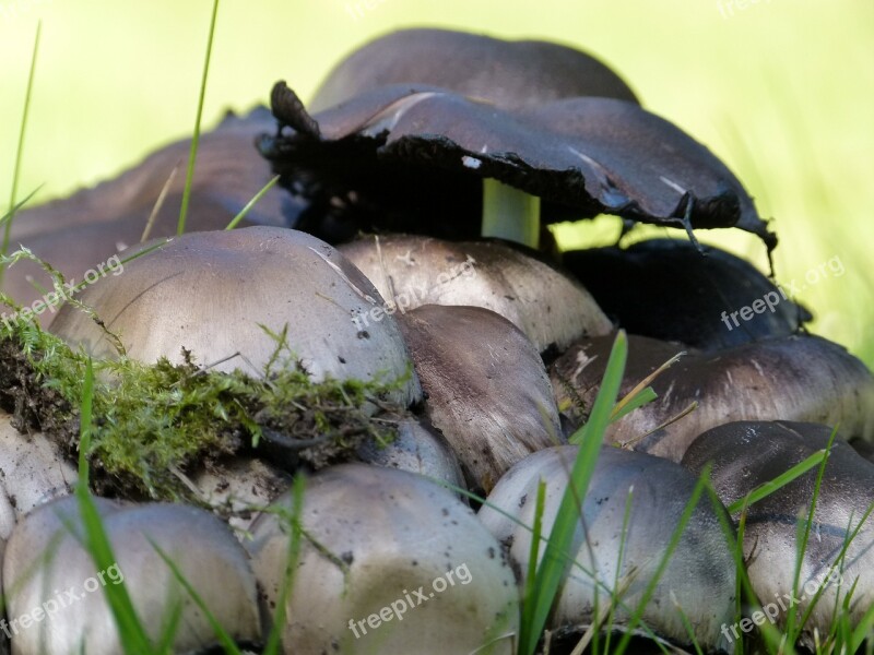 Wild Mushrooms Stacked Nature Meadow