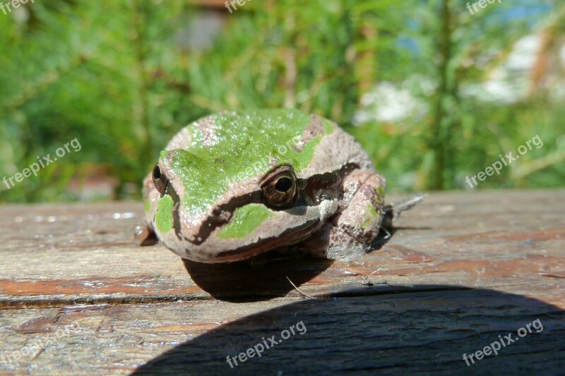 Tree Frog Green Amphibian Animal Creature