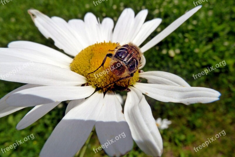 Daisy Wild Flower Bug Insect