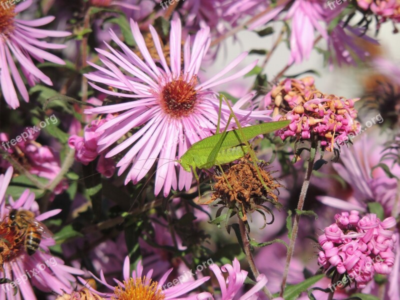 Grasshopper Viridissima Green Insect Flower