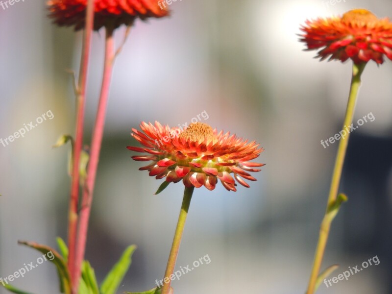 Italicum Blossom Bloom Red Flower