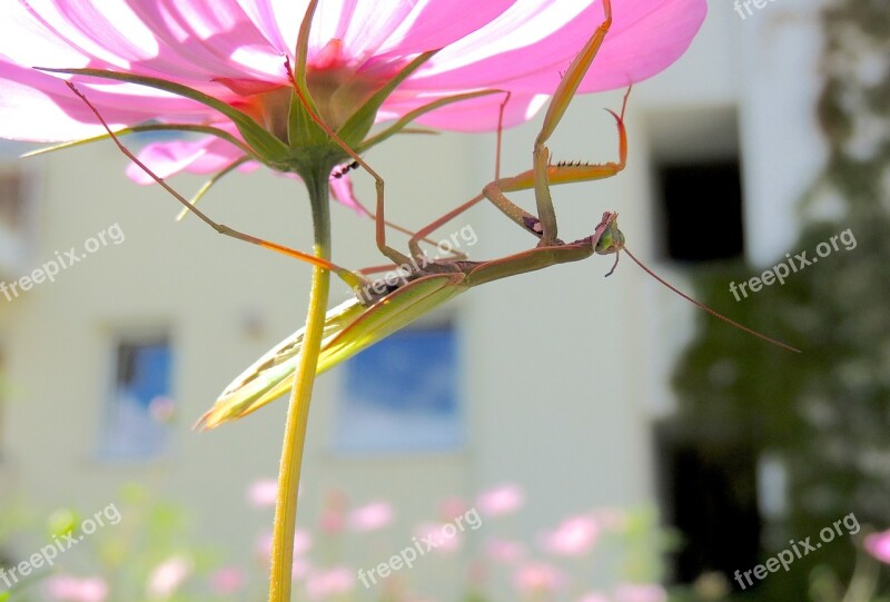 Praying Mantis Insect Green Blossom Bloom