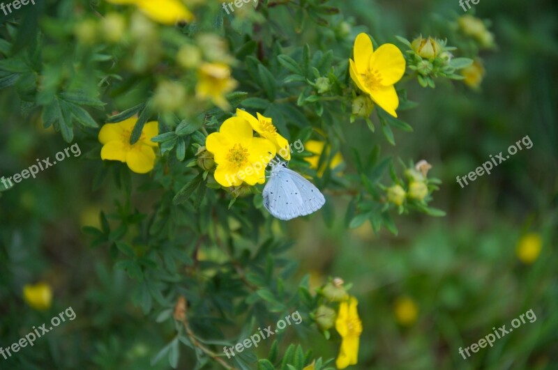 Flowers Insect Butterfly Blue Yellow