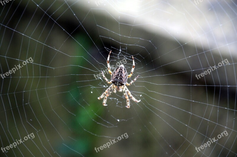 Spider Web Araneus Cobweb Free Photos