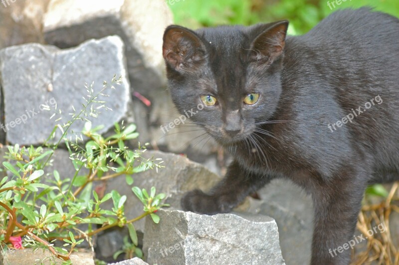 Cat Black Black Cat Young Careful