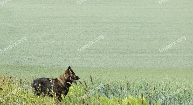 German Shepherd Grey Field Fields Wide