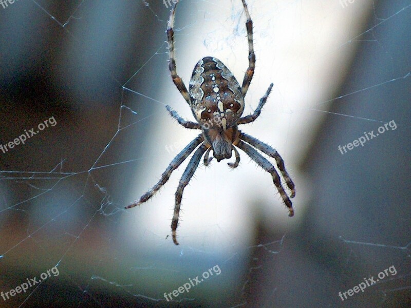 Garden Spider Spider Nature Web Toxic