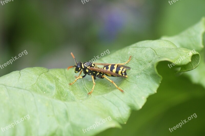 Wasp Insect Summer Sting Yellow