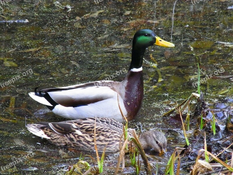 Mallards Anas Platyrhynchos Ducks Birds Animals