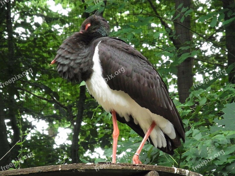 Black Stork Ciconia Nigra Bird Animal Vertebrate