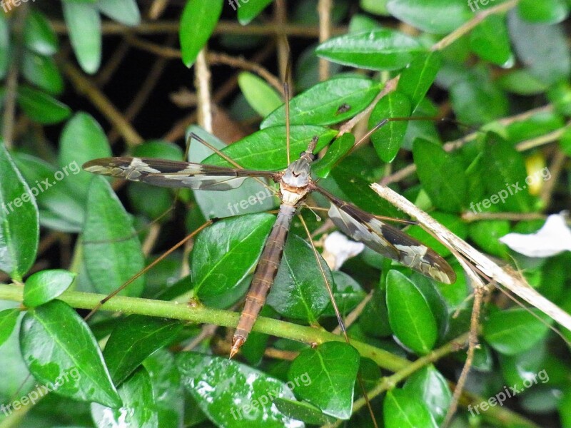 Schnake Insect Wing Mosquito Animal