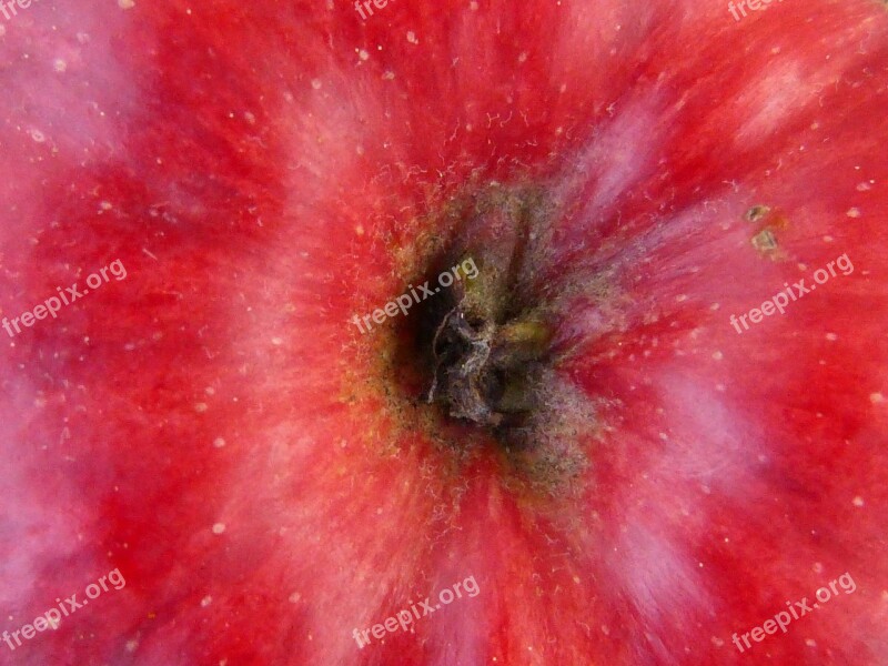 Apple Fruit Red Macro Nature