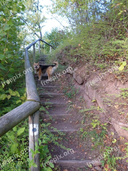 Gradually Stairs Emergence Railing Nature