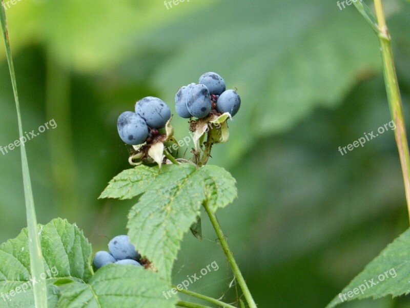 Berries Forest Blue Eat Healthy