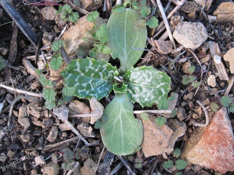 Weeds Ground Rocks Rock Nature