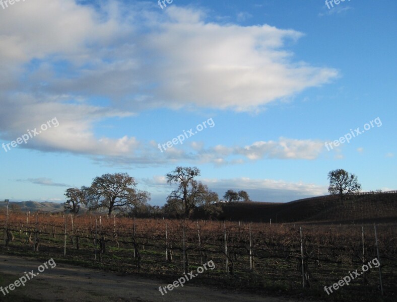 Wine Country Vineyard Oak Trees Tree Deciduous Tree