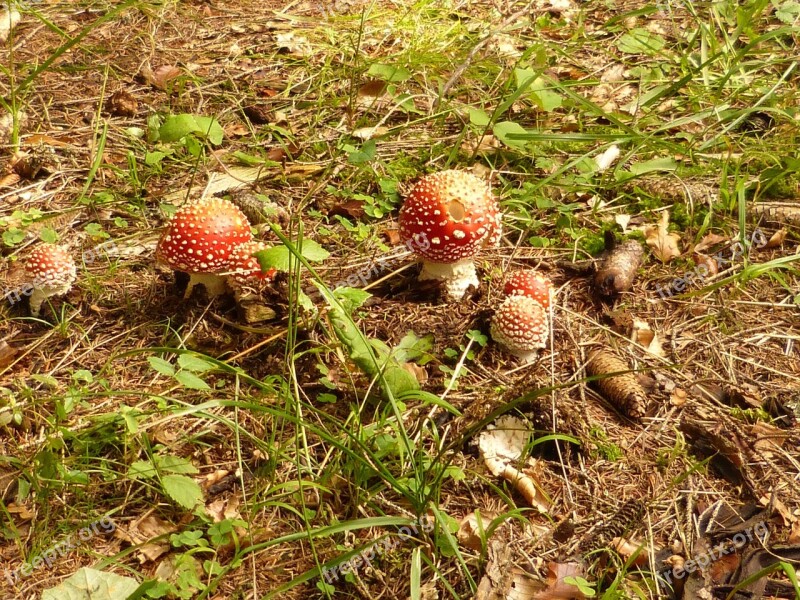 Mushrooms Matryoshka Toxic Red Forest