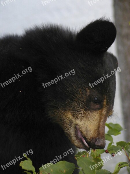 Bear Cub Black Close-up Animal