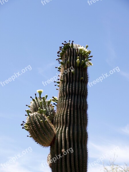 Cactus Blossom Plant Nature Hot