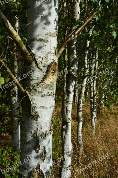 Birch Forest Trees Plant White