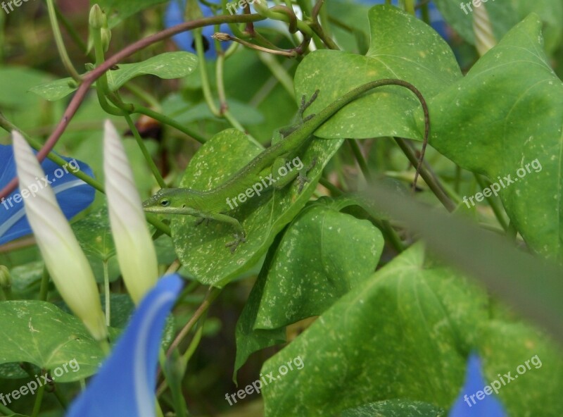 Carolina Anole Green Anole Lizard American Chameleon Color Changing