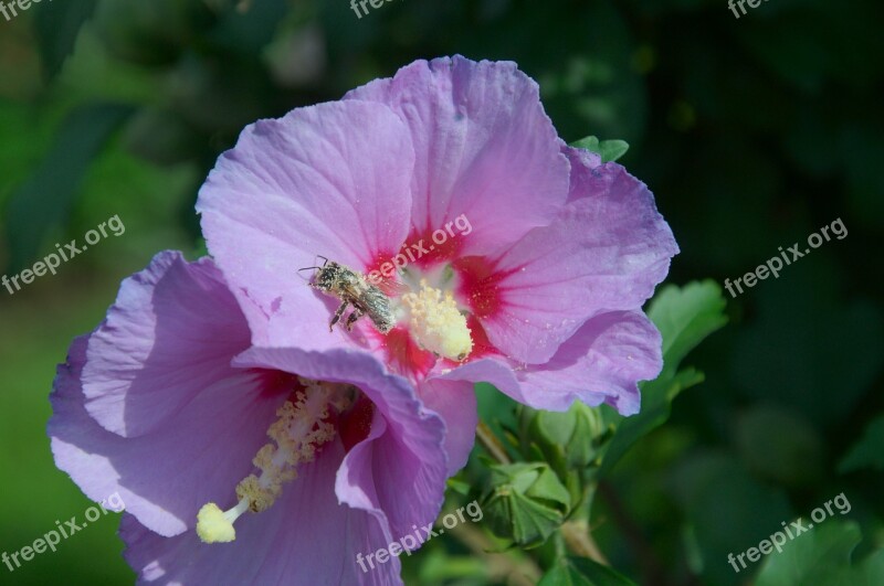 Hibiscus Bush Pollen Bee Free Photos