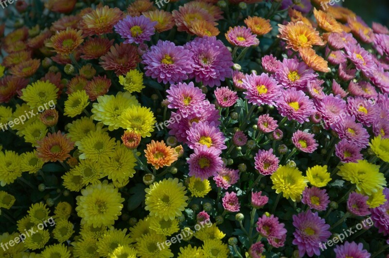 Purple Yellow Garden Flowers Autumn