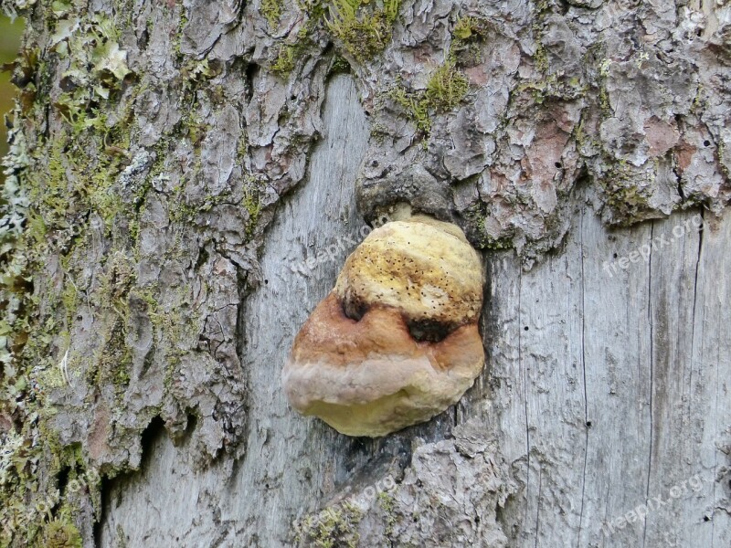 Mushroom Tree Fungus Forest Nature Plant