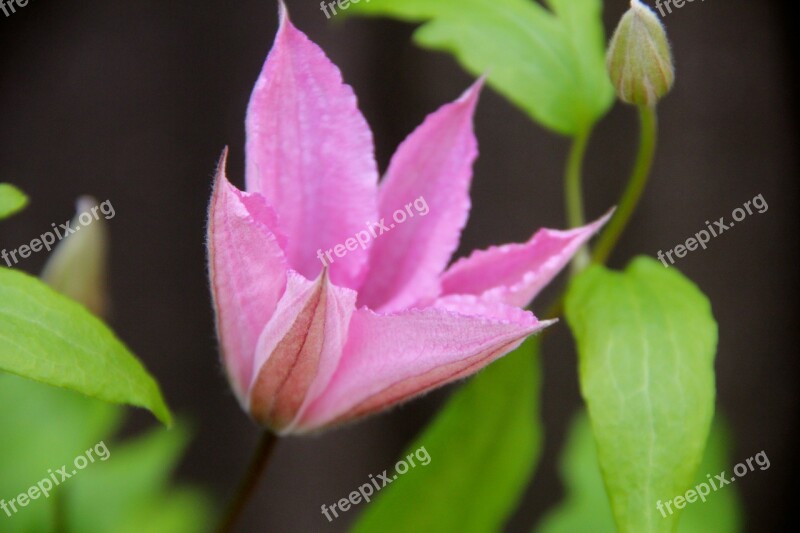 Blme Blossom Bloom Clematis Plant