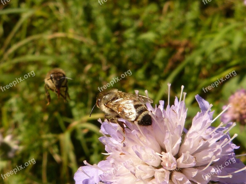 Honey Bee Apis Mellifera Insect Hymenoptera Animal