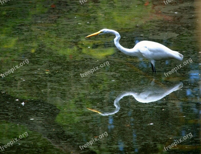 Great White Egret Bird Waterfowl Stalking Patience