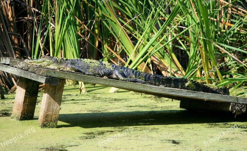 American Alligator Reptile Crocodilian Sun Bathing 3 5 Meters