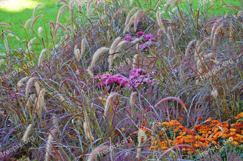 Grass Grasses Purple Orange Nature