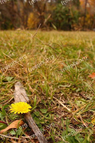 Flower Yellow Dandelion Lawn Grass