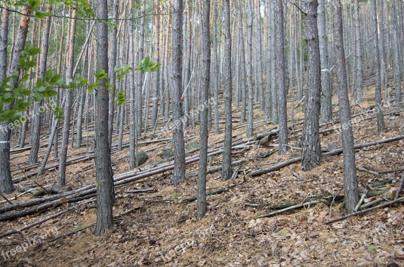 Palatinate Forest Forest Rhineland Palatinate Leaf Leaves