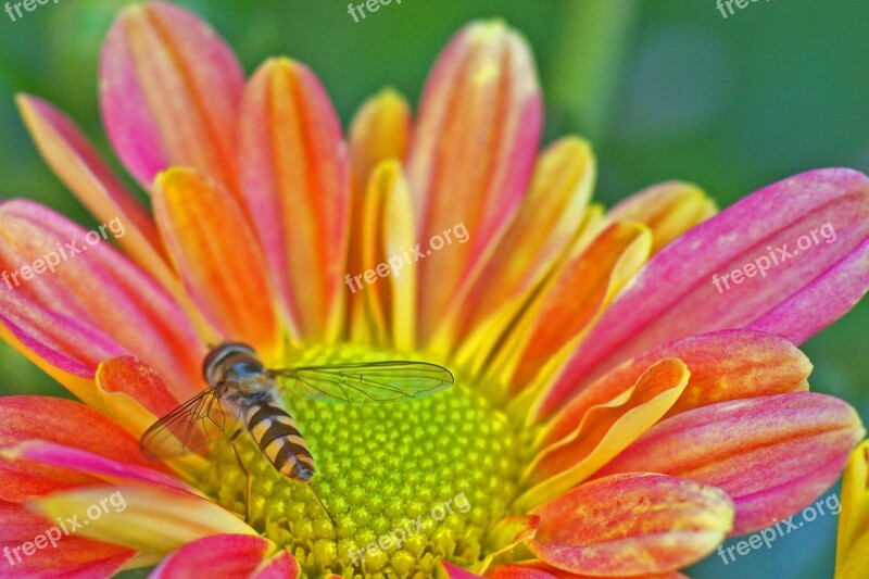 Hoverfly Insect Nature Blossom Bloom