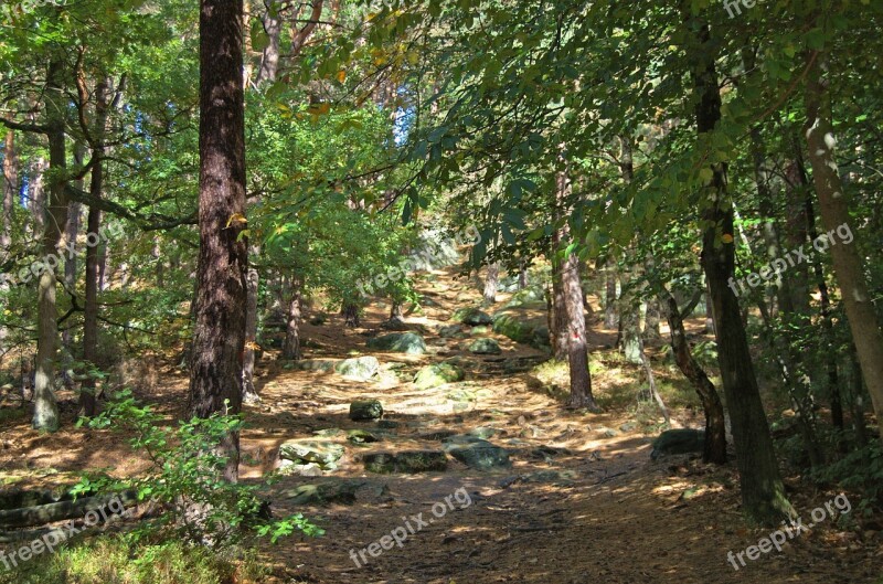 Palatinate Forest Neustadt An Der Weinstraße Bavaria Germany Forest Green