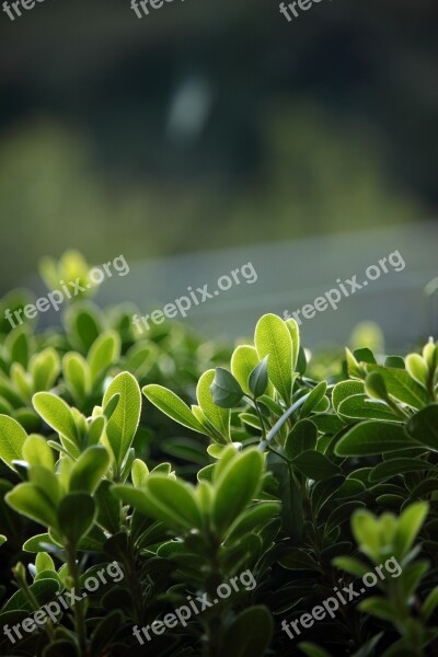 Shrub Green Leaf Leaves Plant