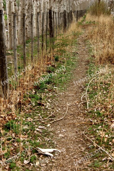 Path Leaves Trail Landscape Trees