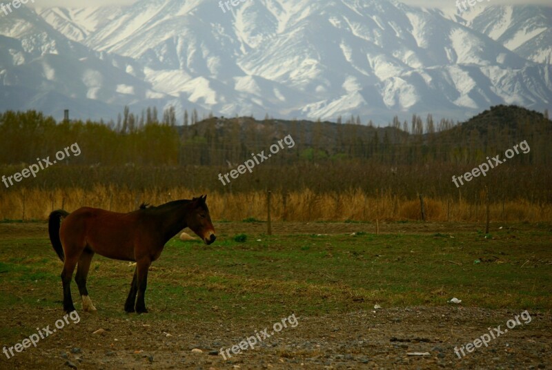 Horse Mountain Field Landscape Mountains