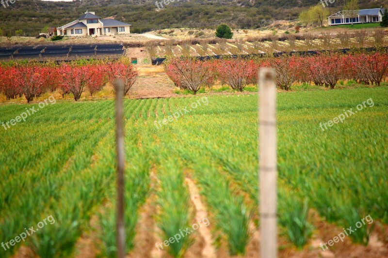 Landscape Plantation Field Agriculture Earth