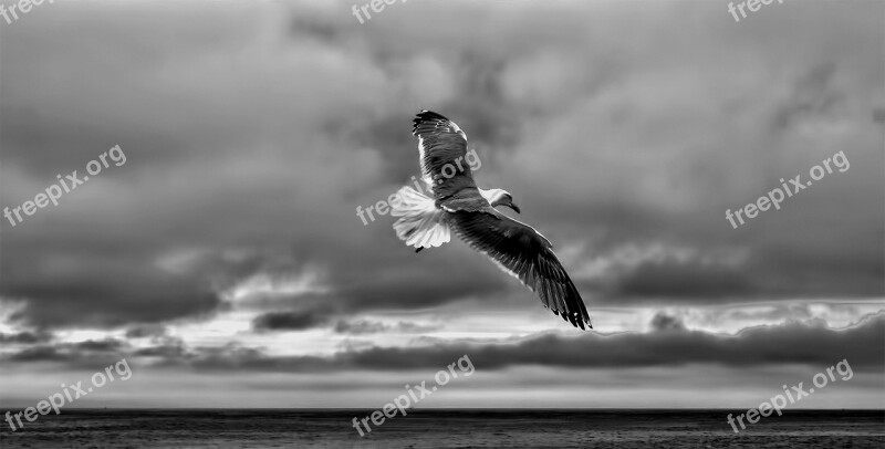 Gull Sea Gull Fly Bird Nature