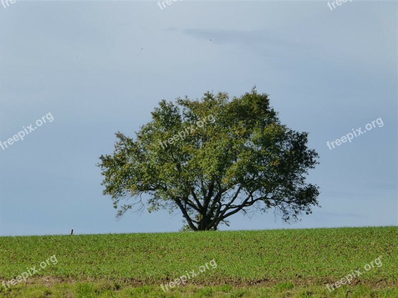 Tree Landscape Lonely Nature Leaves