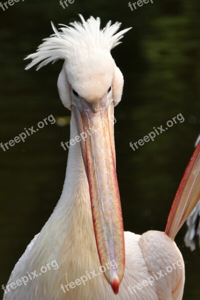 Pelikan Bird Sea Birds Animal Free Photos