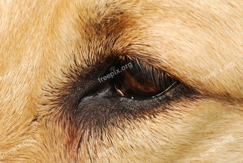 Eye Dog Face Close Up Brown