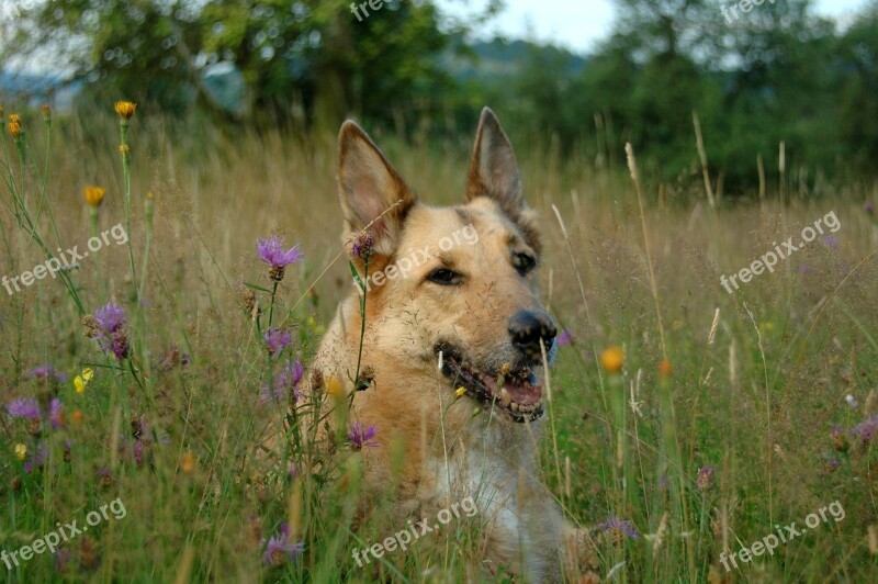 Dog Meadow Animal Flower Meadow Free Photos