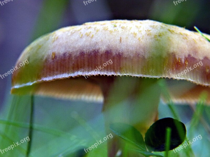 Wild Mushroom Nature Plant Forest